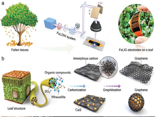 Eco-Friendly Micro-Supercapacitors Using Fallen Leaves 이미지